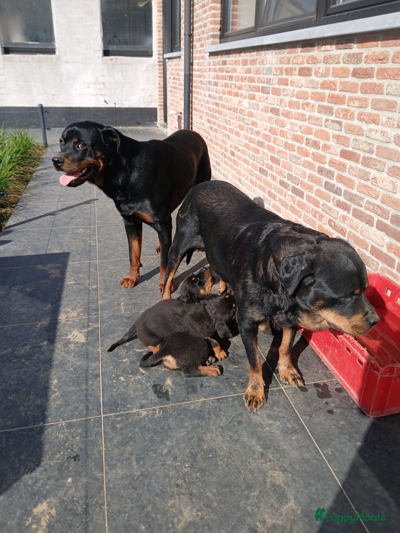 Rottweiler honden Mooie rottweilertjes - Advertentie 4