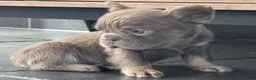 Franse Bulldog honden te koop: Fluffy Franse Bulldog pups unieke kleuren  - Advertentie 3