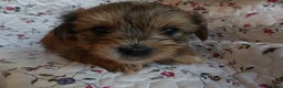Yorkshire Terriër honden te koop: 5 pups Yorkshire Terrier gezond niet doorgefokt - Advertentie 9