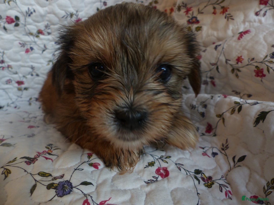 Yorkshire Terriër honden te koop: 5 pups Yorkshire Terrier gezond niet doorgefokt - Advertentie 9