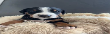 Appenzeller Sennenhond Puppy 2