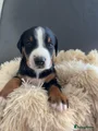 Appenzeller Sennenhond Puppy 2