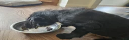 Labradoodle honden te koop: Laatste 2 labradoodles zoeken een eigen huisje - Advertentie 25