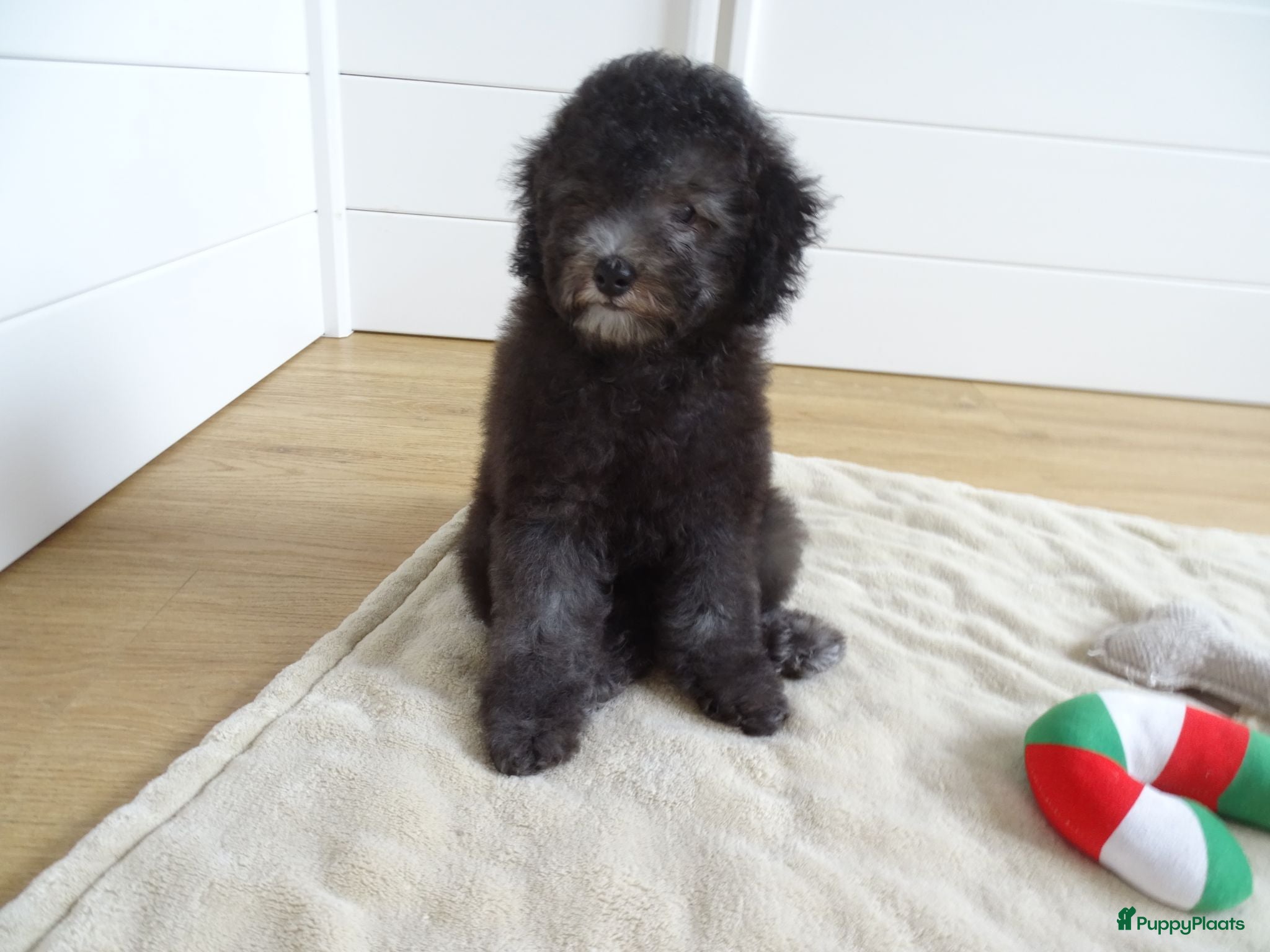 Kruising honden Prachtige dwerg/toy poedel puppys - Advertentie 6