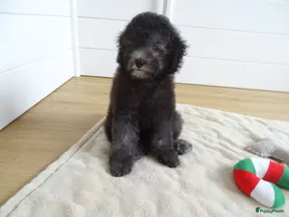 Kruising honden Prachtige dwerg/toy poedel puppys - Advertentie 6