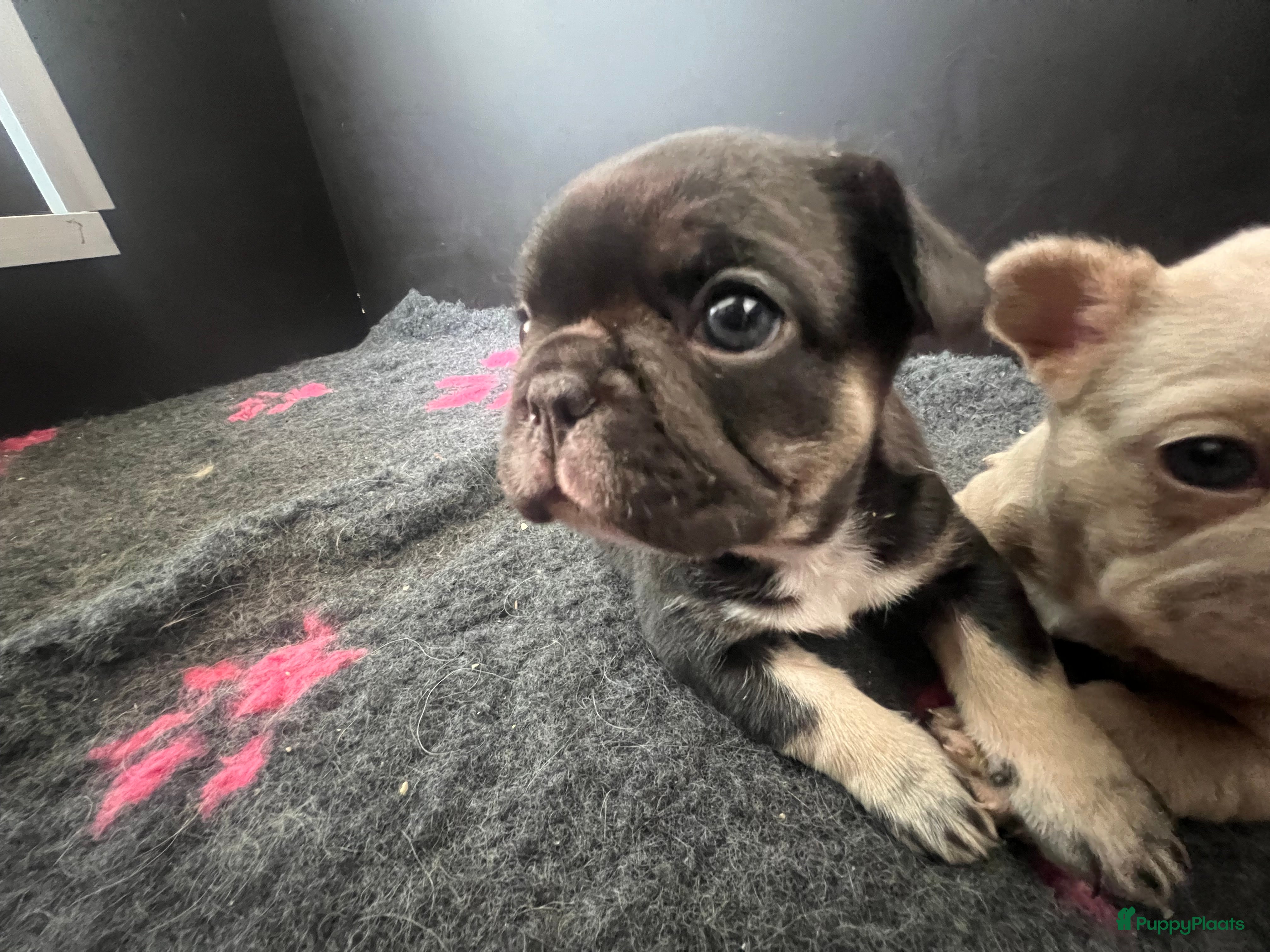 Franse Bulldog honden Franse Bulldog pups  - Advertentie 1