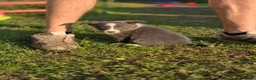 Border Collie honden te koop: Prachtige Lilac en Blue border collie pups - Advertentie 17