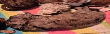 Poedel Puppy 3