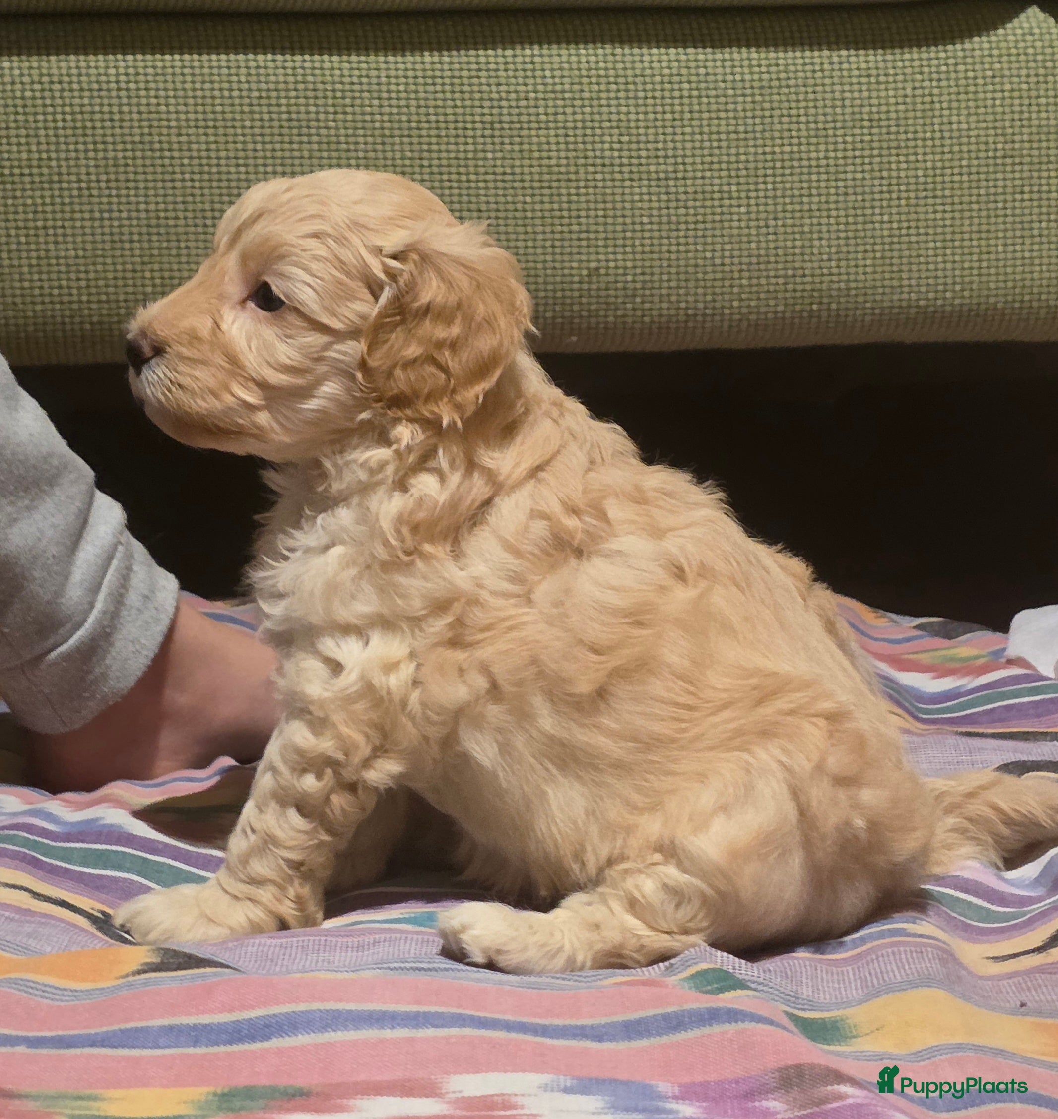 Goldendoodle honden Goldendoodle multigen middenslag reu te koop - Advertentie 1
