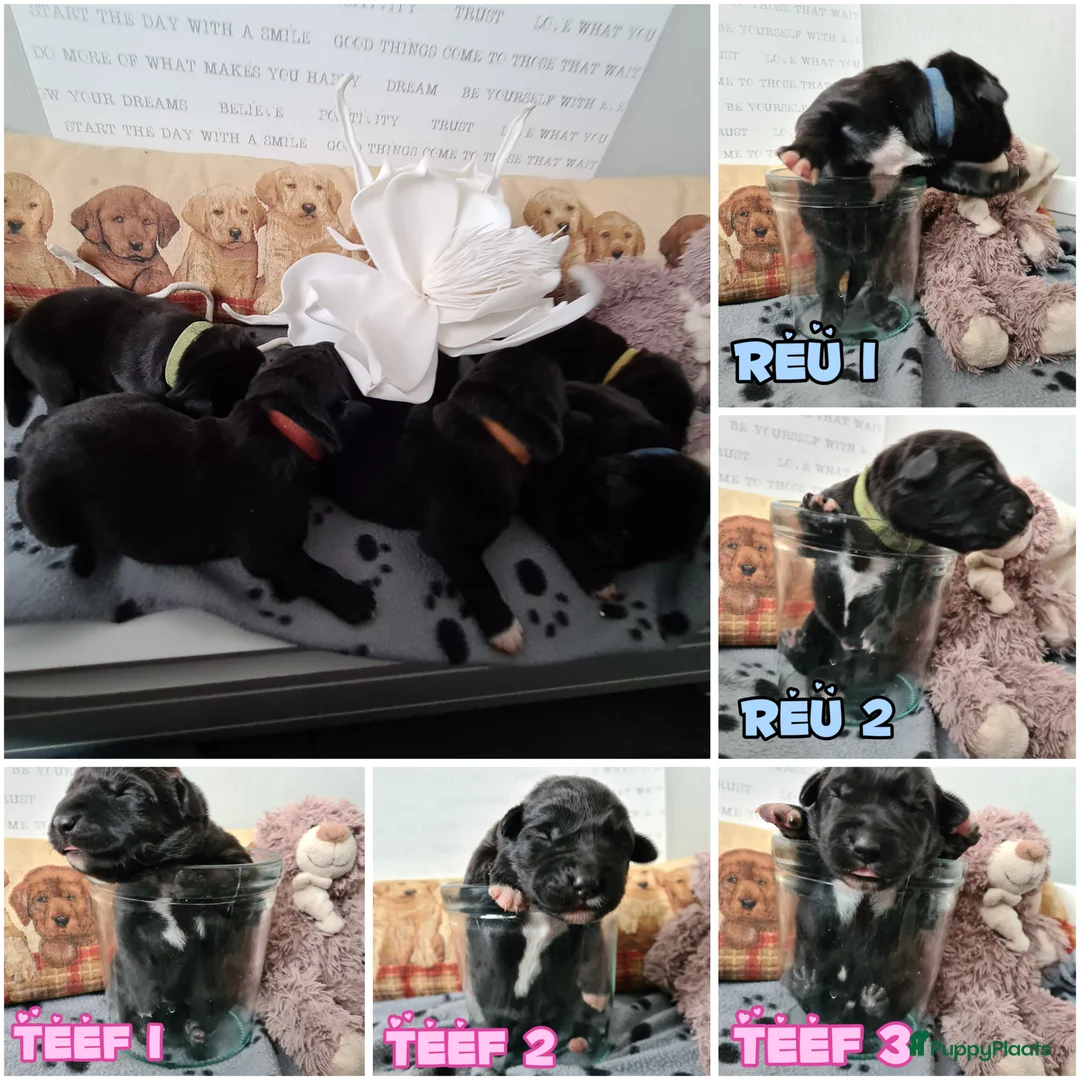 Kruising honden te koop: Prachtige F1 Borador pups van Stamboom ouders - Advertentie 10