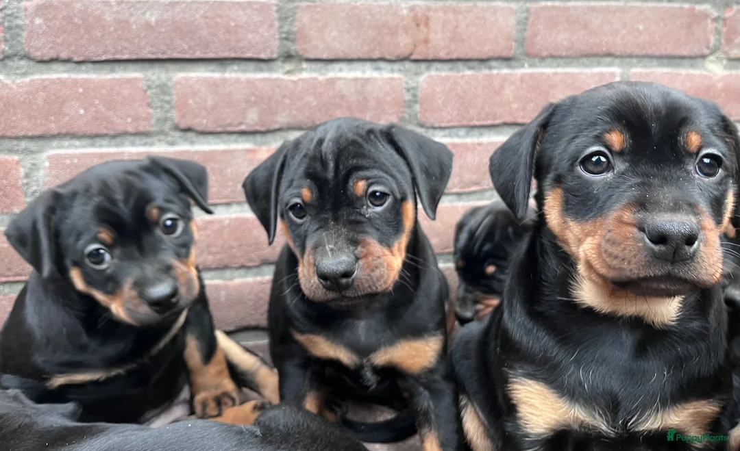 Kruising honden te koop: Carlin Pinscher Pups - Advertentie 19