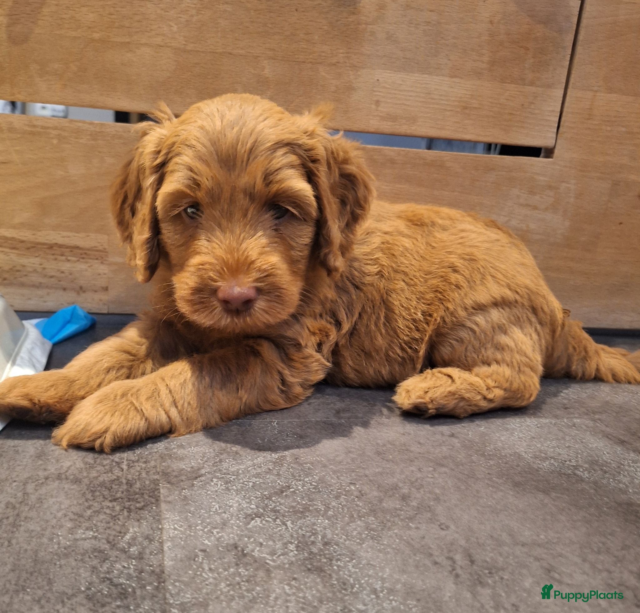 Kruising honden MINI Australian labradoodle pups - Advertentie 4