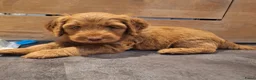 Kruising honden te koop: MINI Australian labradoodle pups - Advertentie 1