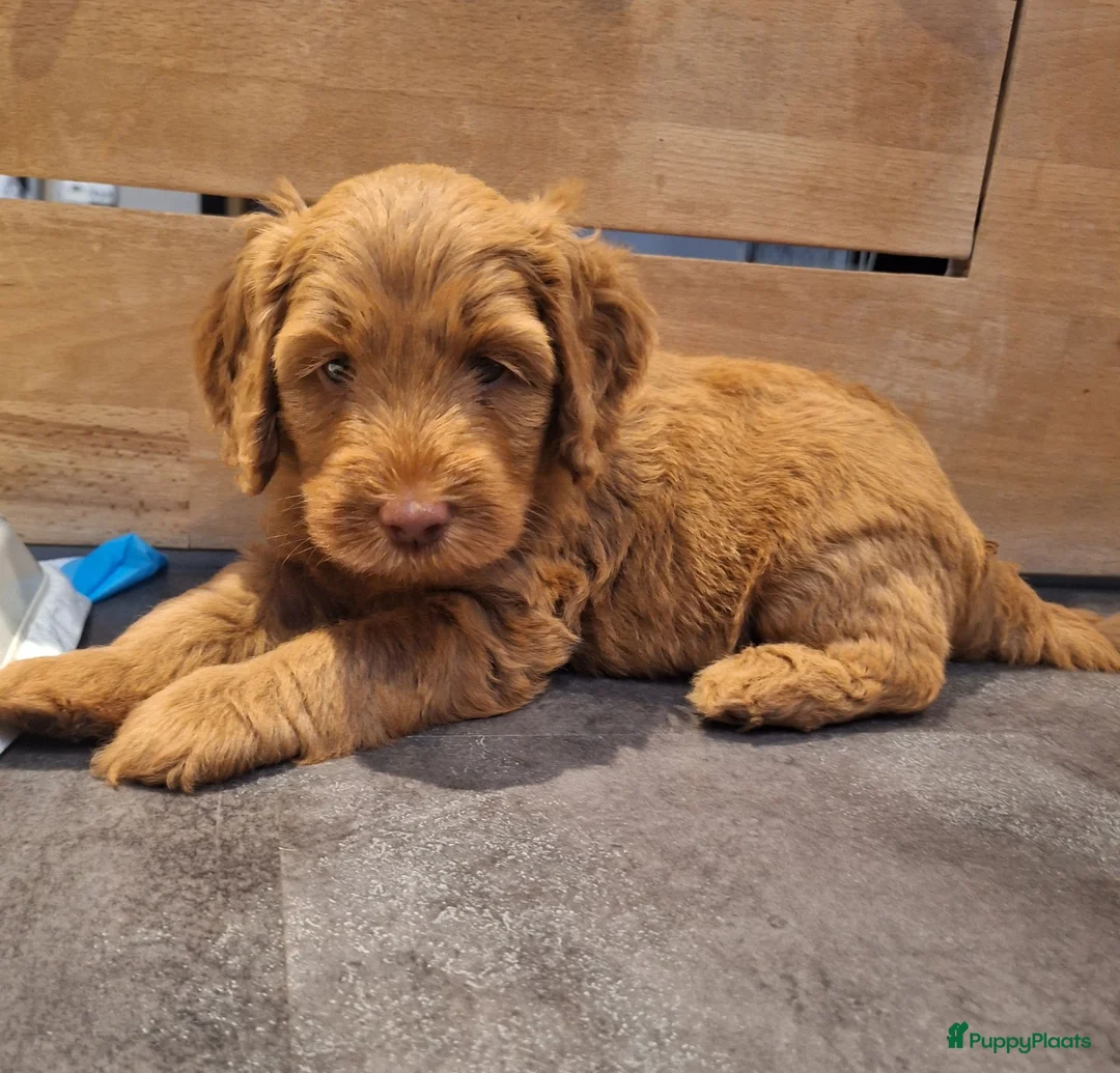 Kruising honden te koop: MINI Australian labradoodle pups - Advertentie 1