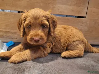 Kruising honden MINI Australian labradoodle pups - Advertentie 4