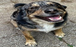 Kruising honden ter adoptie: bartje is helemaal klaar voor vertrek ! - Afbeelding 1