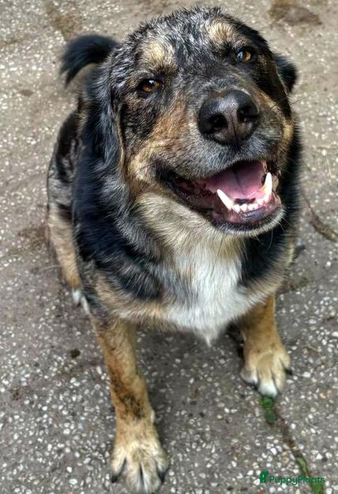 Kruising honden ter adoptie: bartje is helemaal klaar voor vertrek ! - Afbeelding 1