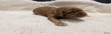 Australian Labradoodle 6