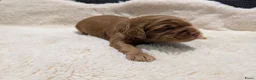 Australian Labradoodle honden te koop: Prachtige Australian labradoodle pups - Advertentie 2
