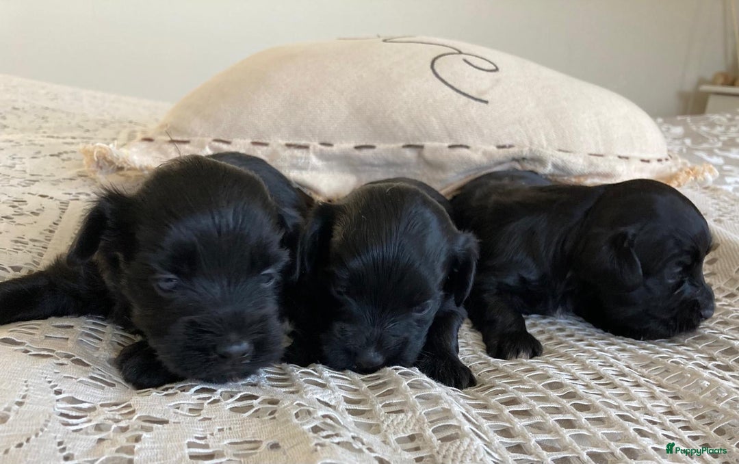 Havanezer honden te koop: Prachtige havanezer meisjes in Lelystad - Afbeelding 4