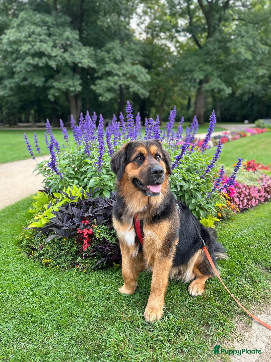 Kruising honden ter dekking: Dekreu gezocht in Hooge Mierde - Advertentie 2