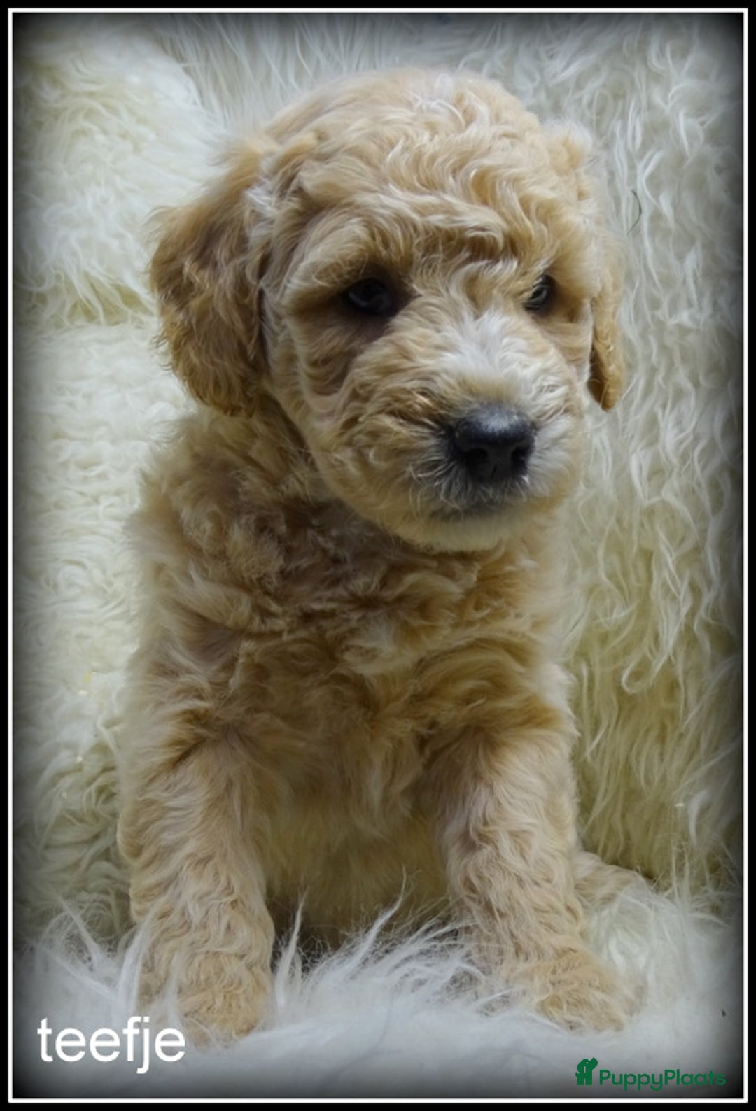 Labradoodle honden te koop: Labradoodle F4 medium pups - Advertentie 1