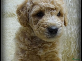Labradoodle honden Labradoodle F4 medium pups - Advertentie 1