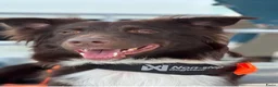 Australian Shepherd honden te koop: Australian shepherd pups ( nog 3 beschikbaar  - Advertentie 10