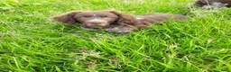 Friese Stabij honden te koop: Friese Stabij pups: Miep en Fedde - Advertentie 14