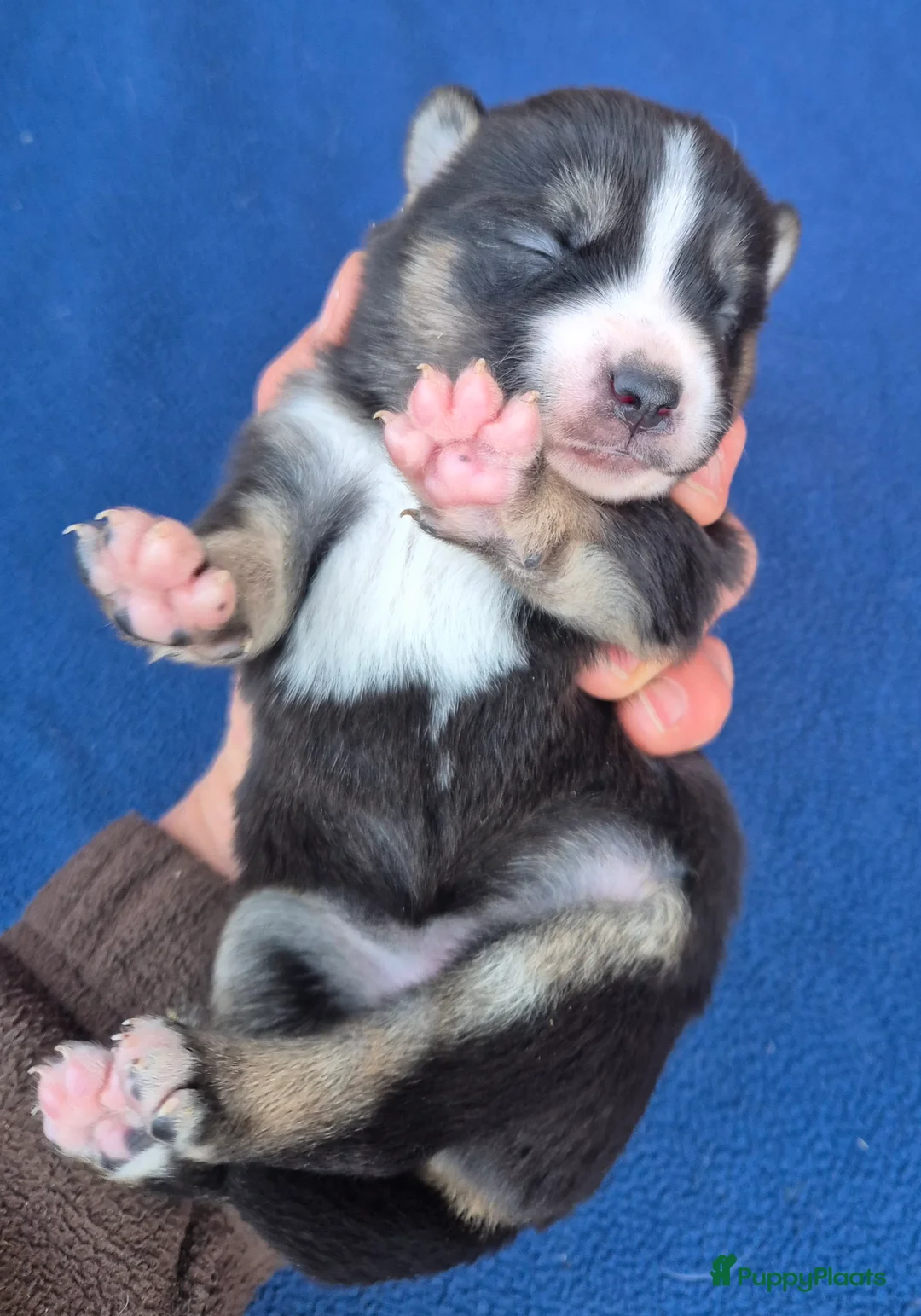 Kruising honden te koop: Australian shepherd x Pomsky (mini-aussie) - Advertentie 14