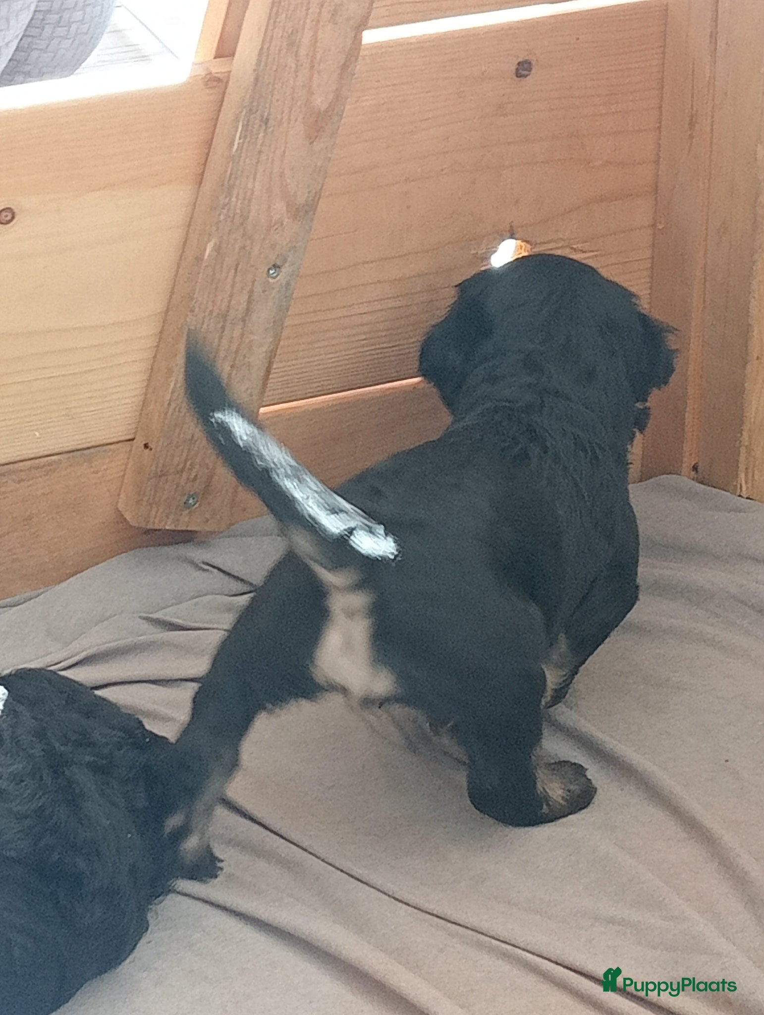 Labradoodle honden Labradoodle puppies  - Advertentie 1