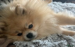 Pomeriaan honden te koop: Volwassen pomeriaan - Afbeelding 2