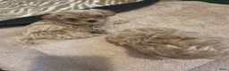 Maltipoo honden te koop: Prachtig crème gemêleerde Maltipooe F1 reutjes - Advertentie 8