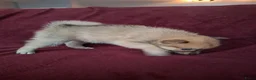 Pomsky honden te koop: 5 pomsky pups - Advertentie 18