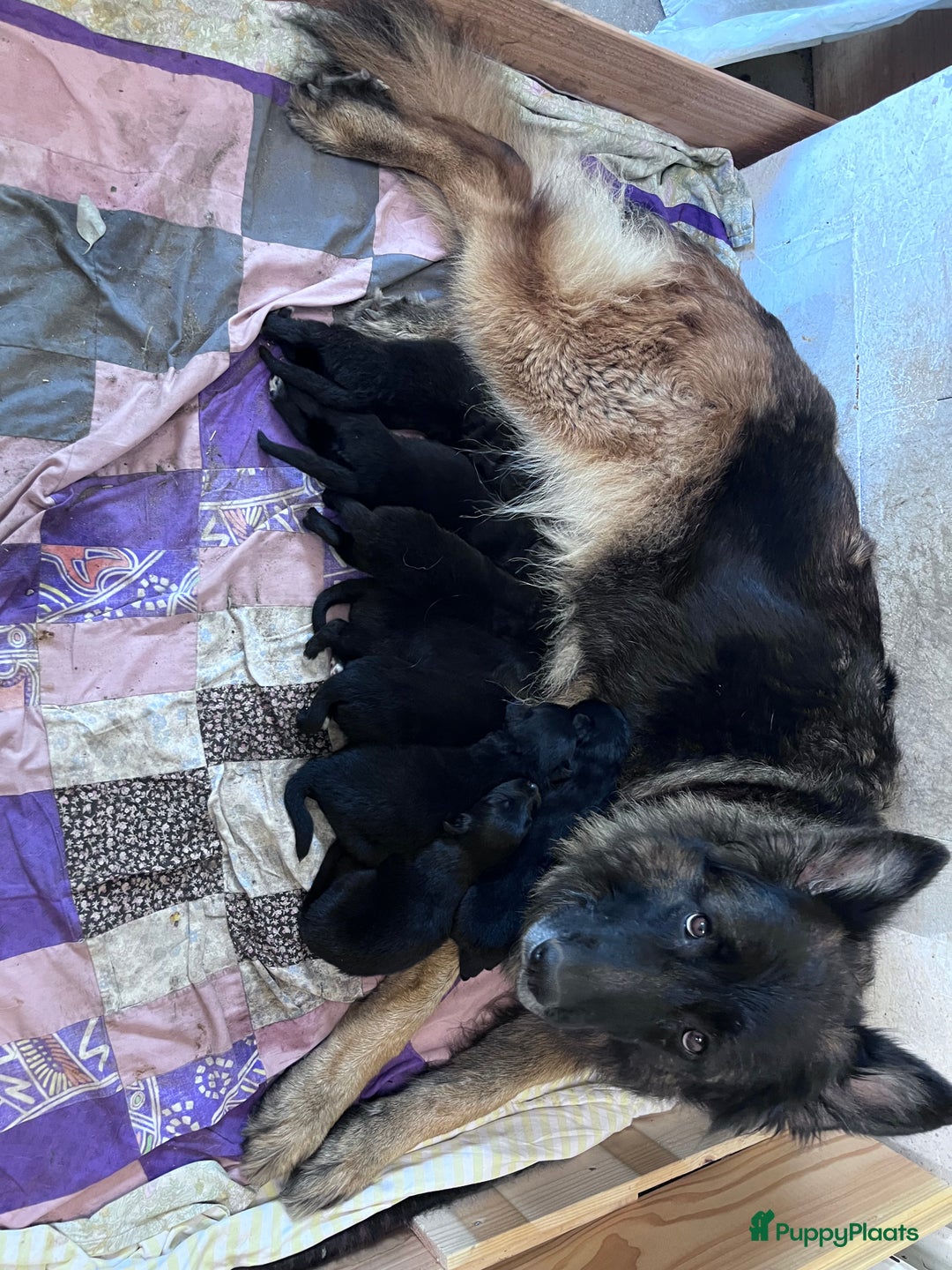 Kruising honden te koop: Lieve duitse herder x border collie pups - Advertentie 15