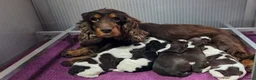 Engelse Cocker Spaniel honden te koop: Engelse Cockerspaniel pups met Stamboom. - Advertentie 6