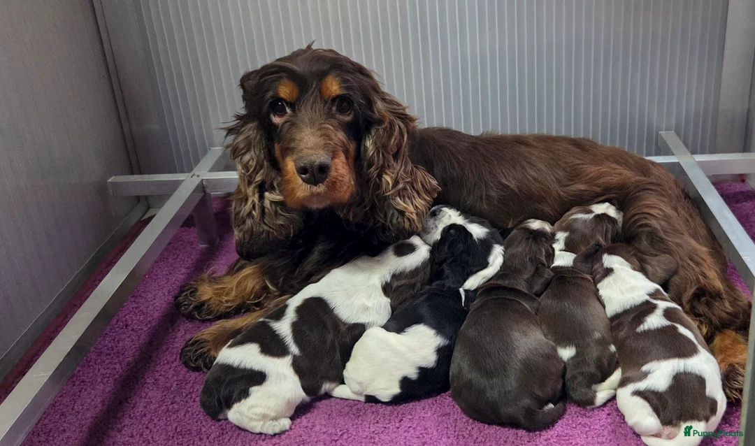 Engelse Cocker Spaniel honden te koop: Engelse Cockerspaniel pups met Stamboom. - Advertentie 6