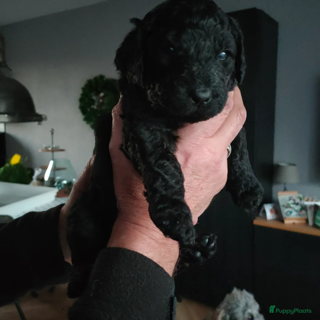Labradoodle honden te koop: Labradoodle pups - Advertentie 13