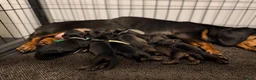 Ruwhaar Teckel honden te koop: Schattige Ruwharige Teckel pups (kaninchen/dwerg) - Advertentie 9