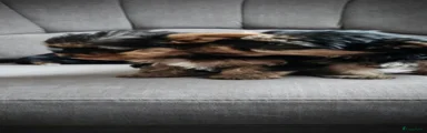 Yorkshire Terriër Puppy 2