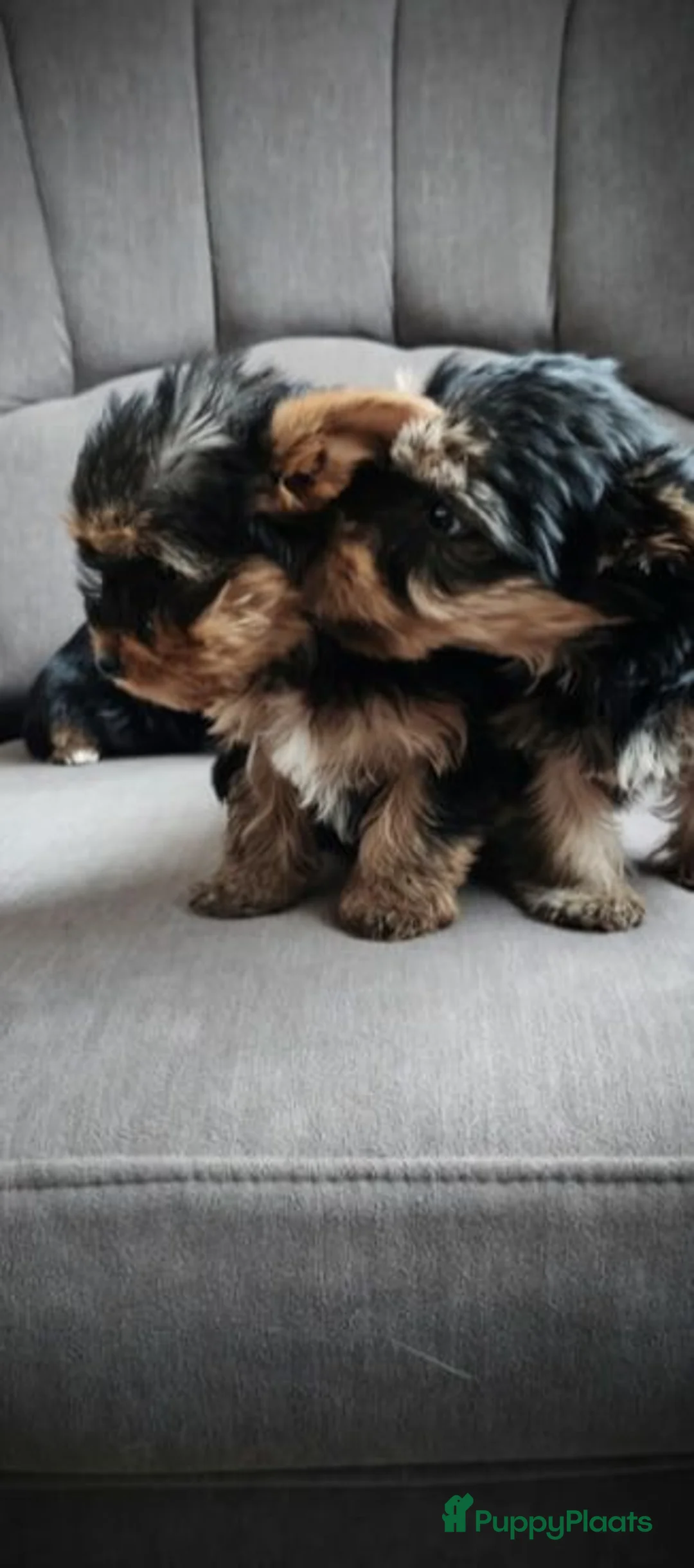 Yorkshire Terriër honden te koop: Yorkshire Terrier pups  - Advertentie 6