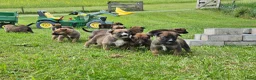 Kruising honden te koop: Heerlijke relaxed Border Collie x Mechelse Herder  - Advertentie 9
