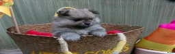 Pomeriaan honden te koop: Mooie pomeranian/ dwergkees pups met fci stamboom - Advertentie 7