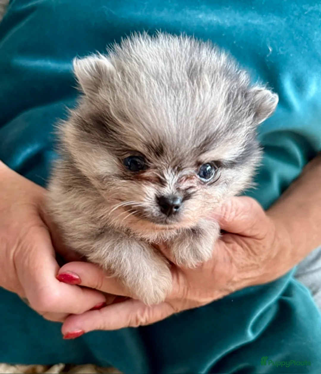 Pomeriaan honden te koop: Pomeriaan puppy's - Advertentie 1