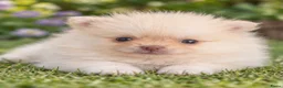 Pomeriaan honden te koop: Prachtige pomeriaan puppy's - Advertentie 7