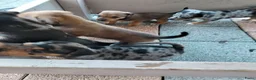 Jack Russel Terriër honden te koop: 5 leuke jack russel pups - Advertentie 2