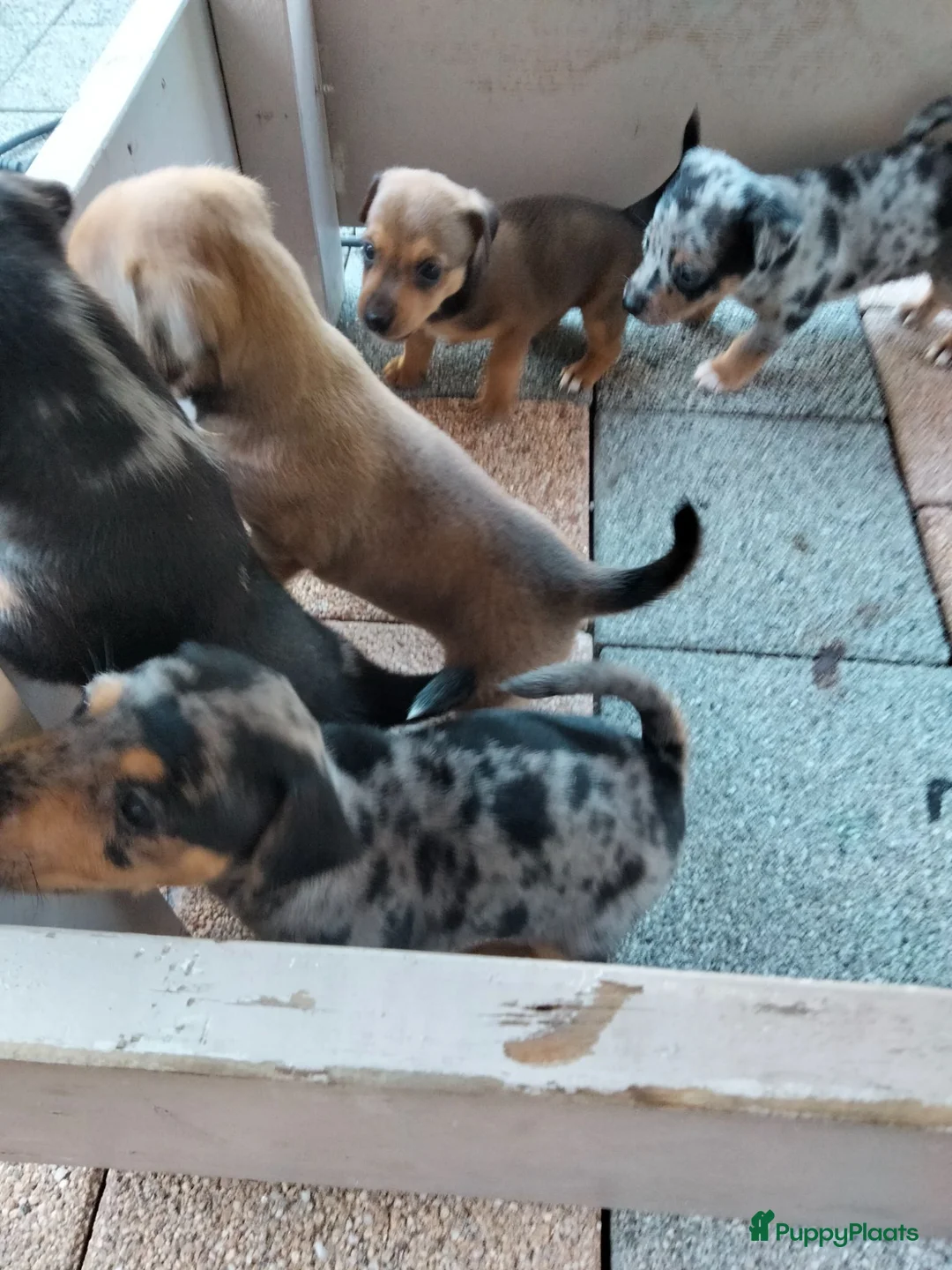 Jack Russel Terriër honden te koop: 5 leuke jack russel pups - Advertentie 2