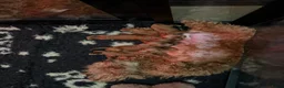 Poedel Toy honden te koop: Rood toypoodle teefje  - Advertentie 11