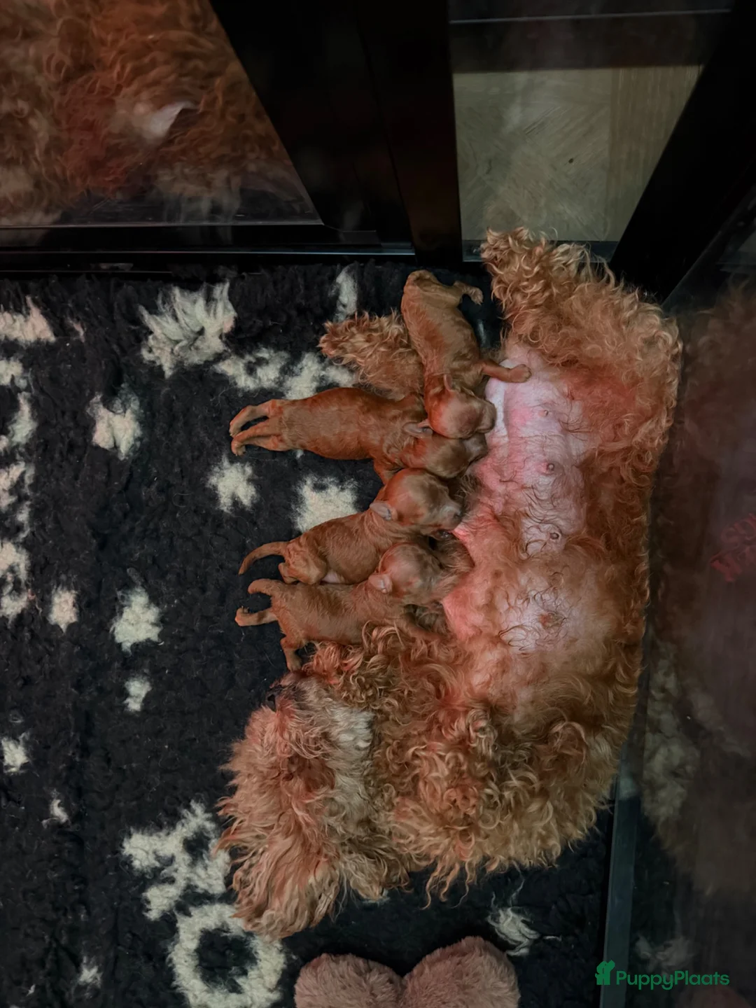 Poedel Toy honden te koop: Rood toypoodle teefje  - Advertentie 11