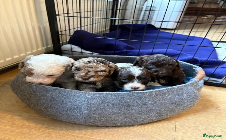 Labradoodle honden 🌟🎀 Vrolijke Pupjes Zoeken Hun Forever Home! 🎀🌟 - Advertentie 8